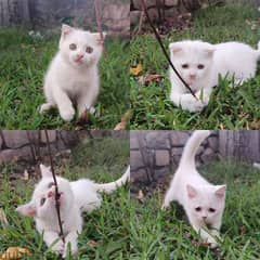 Scottish fold & Persian & British