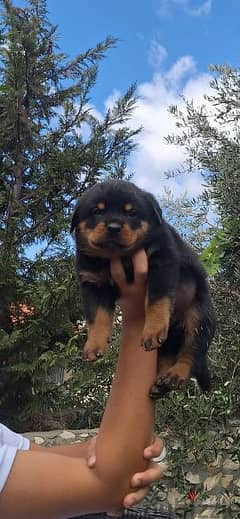 rottweiler