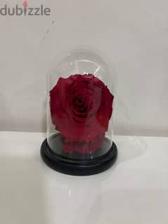 eternal rose that lasts forever