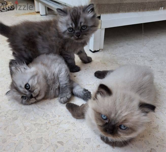 Himalayan kittens 0