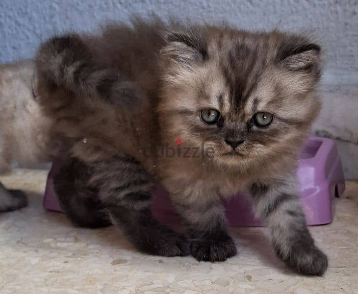 Himalayan kittens 2