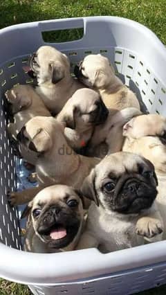 Pug Puppies Available /dog / كلاب/ Delivery 0