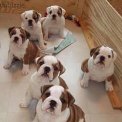 English Bulldog puppies/dog/كلاب/Delivery