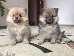 Pomeranian Spitz Puppies Available in Shop/ Delivery Dog / كلاب