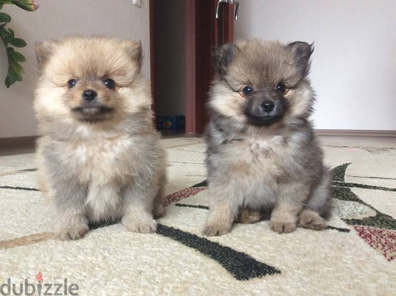 Pomeranian Puppies Available in Shop/ Delivery Dog / كلاب 0