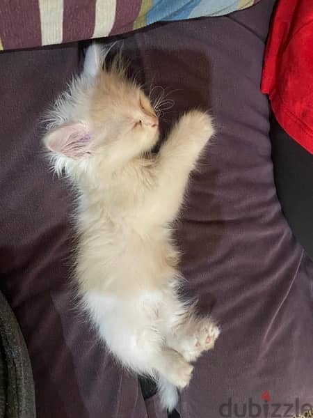 Persian angora kitten 1