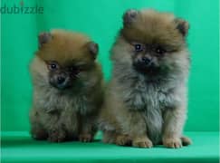 Spitz Pomeranian Puppies Available in Shop/ Delivery Dog / كلاب