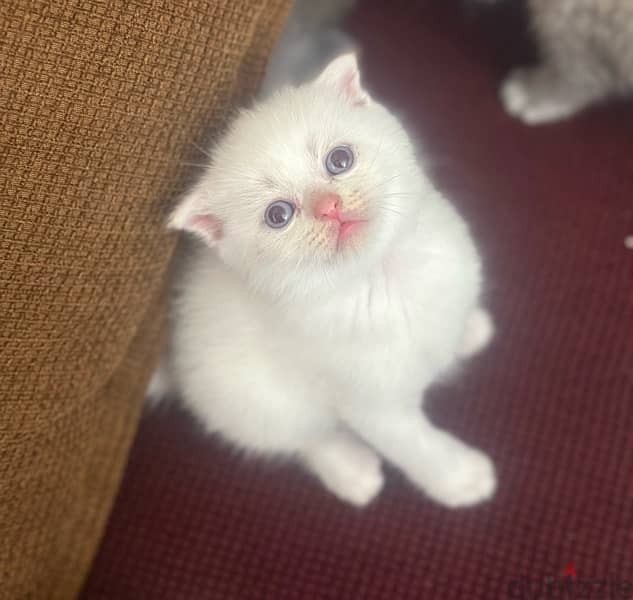 pure Scottish fold kittens 0