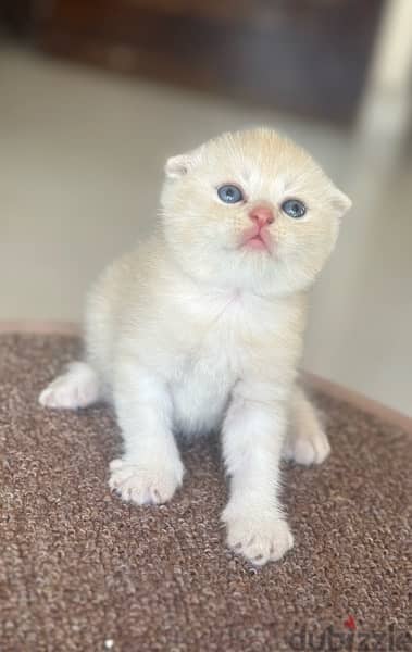 pure Scottish fold kittens 1