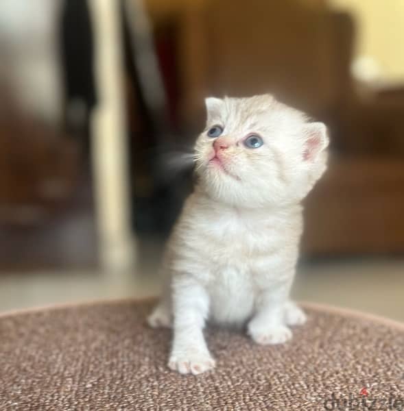 pure Scottish fold kittens 2