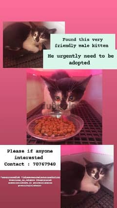 male kitten for adoption 0