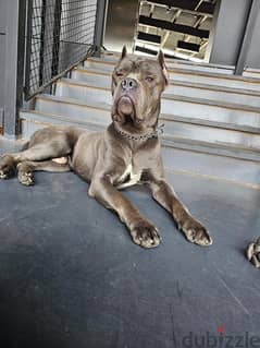 Cane Corso puppy high breeed