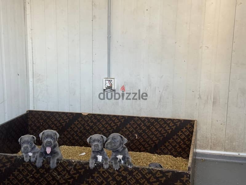 Cane Corso puppy high quality 5