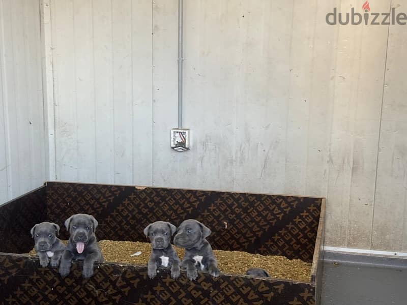 Cane Corso puppy high quality 6