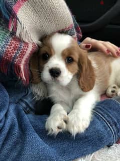 Cavalier King Charles Puppies / dog / كلاب/Delivery/Available in shop