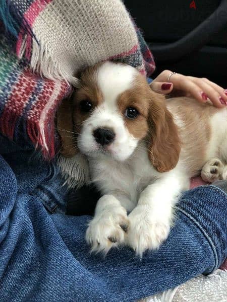 Cavalier King Charles Puppies / dog / كلاب/Delivery/Available in shop 0