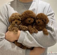 Toy poodle puppies /Imported/High quality/Delivery