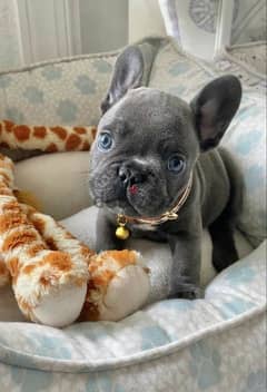 French Bulldogs puppies/dog/ كلاب/ Delivery