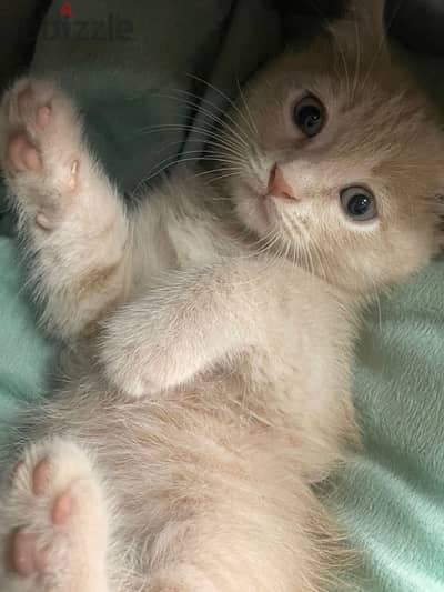 Scottish Fold CREAM