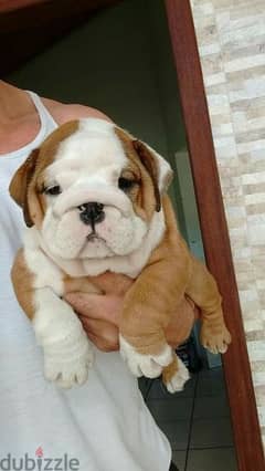 English Bulldog puppies / Imported/Potty Trained/ High quality