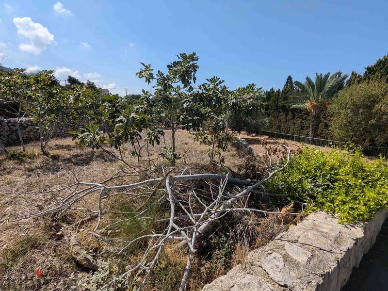 Land For Sale In Berbara | Strategical Location | أرض للبيع |PLS 26106 4