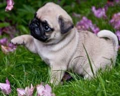 Pug