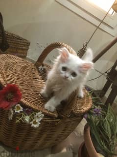 Persian angora kitten