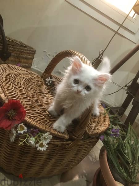 Persian angora kitten 0