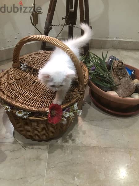 Persian angora kitten 2