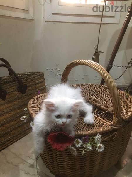 Persian angora kitten 3