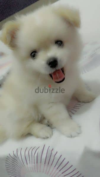 pure pomeranian tea cup for sale 2