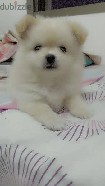 pure pomeranian tea cup for sale 3