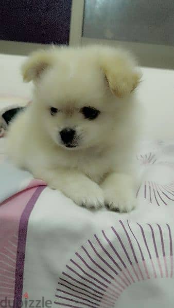 pure pomeranian tea cup for sale 4