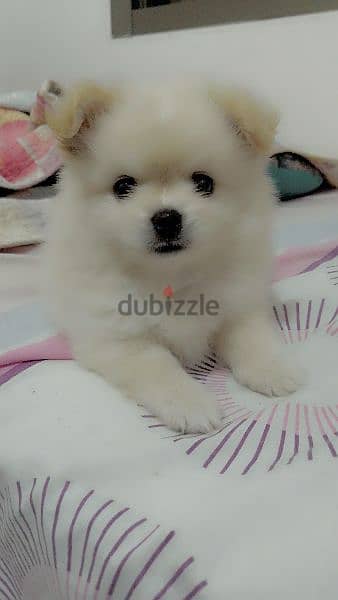 pure pomeranian tea cup for sale 5