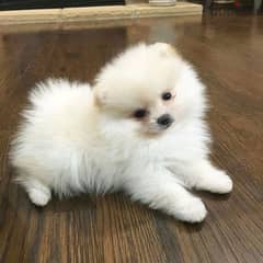 Pomeranian White Puppy Delivery