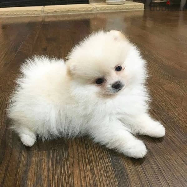 white Pomeranian imported Puppy Delivery 0