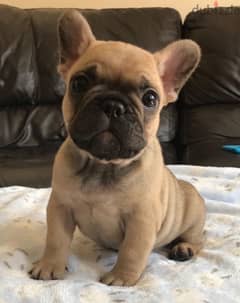 French Bulldog Fawn Imported