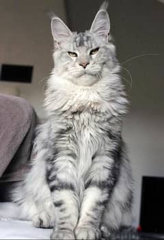 Mainecoon