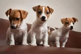 Jack Russell Puppies/dog/كلاب/Availableinshop/Delivery