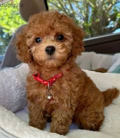 Poodle puppies/Imported/High quality/Delivery