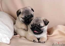 Pug Puppies/Imported/Dog/ Available/كلاب/delivery