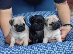 Pug Puppy Imported ADORABLE