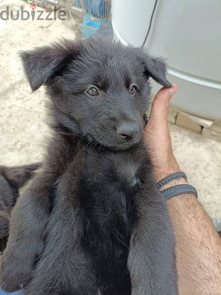 German Shepherd pure puppies 1