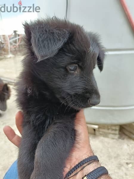 German Shepherd pure puppies 3