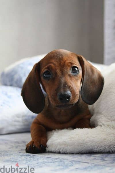 Dachshunds Imported Puppies/ Delivery/ dog كلاب 0