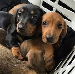 Dachshunds