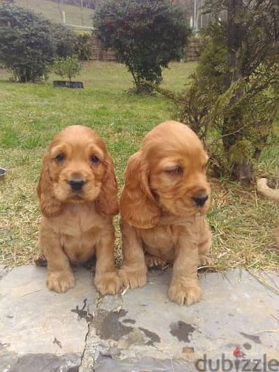 Cocker Spaniel Puppies/Delivery/dog كلاب