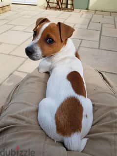 Jack Russell Puppies Available/ dog كلاب