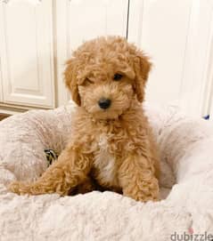 Imported GoldenDoodle AVAILABLE MINI