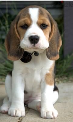 beagle special puppies